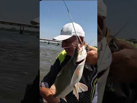 🌉PEGUEI um BARBADO APOITADO pra CIMA da PONTE!🌉 #fishing #barcopesqueiro #pescaria #pesca #esportiva