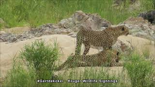 Graceful Stride: Two Cheetahs Cross a Vast River in Slow Motion❤