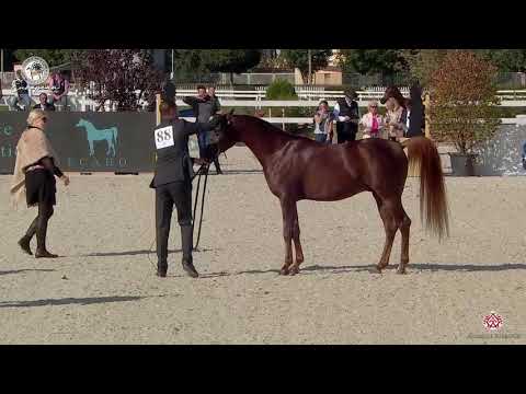 N.88 ALI KHAN - European Championship 2020 - Prague - Stallions 4-6 Years Old (Class 11).mp4