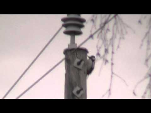 Muutama lintu +  ääniä