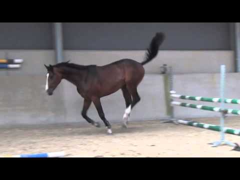 Balou du Rouet X Kannan 2Y