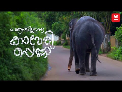 ചങ്ങലയില്ലാത്ത കാവേരിപ്പെണ്ണ് | Kaveri Elephant | Manoram Online