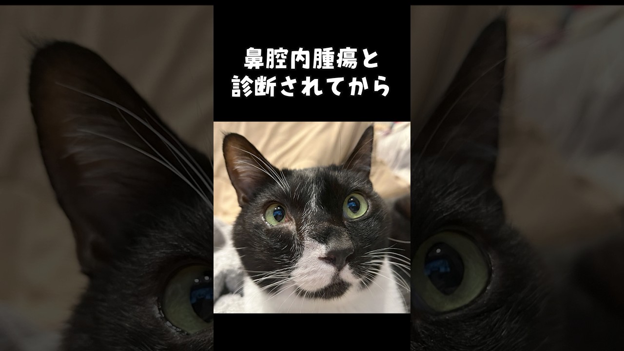 9歳の誕生日を迎えることができました！ #shorts