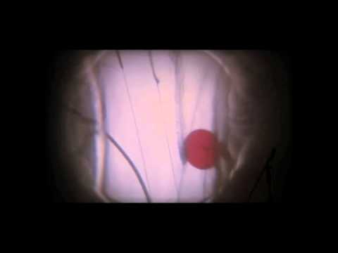 You Will Become - Glen Hansard