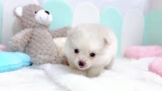 ハーフ犬の動画01