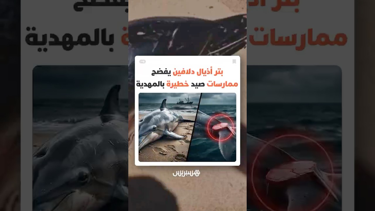 غواص مغربي يحذر من "انتقام" يمارسه بعض الصيادين عبر قطع الأذيال وتركها تنفق ببطء thumbnail
