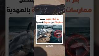 غواص مغربي يحذر من "انتقام" يمارسه بعض الصيادين عبر قطع الأذيال وتركها تنفق ببطء thumbnail