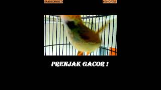 Download lagu #shorts - Prenjak Gacor - Variasi Suara Pancingan Prenjak Lumut - Suara Pikat Prenjak Kepala Merah mp3