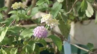 preview picture of video 'UF/IFAS Research Plant Breeding- Lantana'