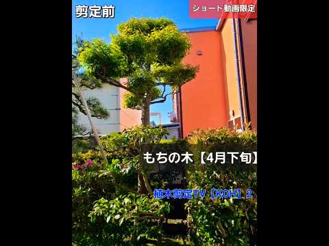 生垣用の低木 4月に剪定しない植物 スイカズラ