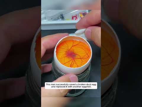 This man successfully saved a broken duck egg and replaced it with another eggshell.