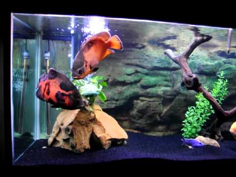 I got a 125 Gallon Fish Tank. What fish Should I get I got a 125 Gallon Fish Tank. What fish Should I get