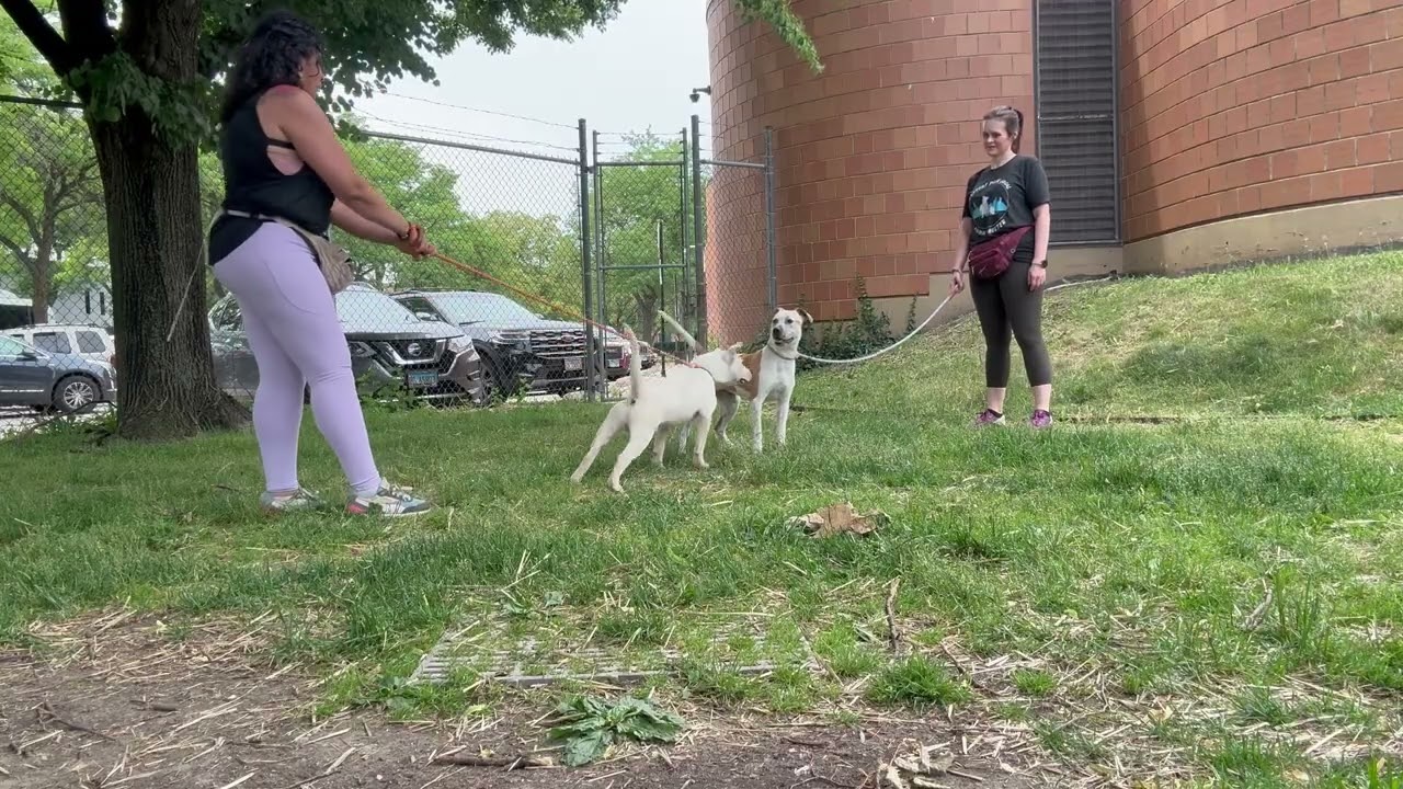 Video preview