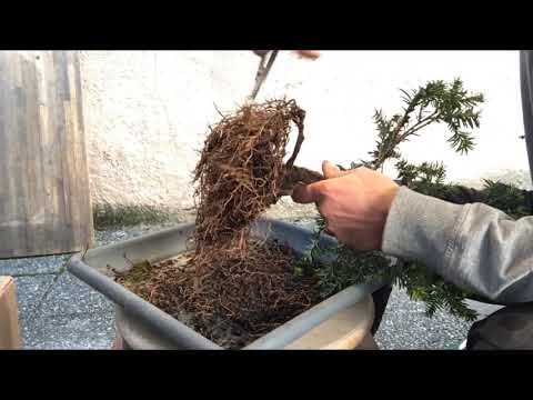 Bonsai 2019-1 - Taxus umtopfen - Die Eibe zieht um!