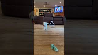 Video preview image #1 Anatolian Pyrenees Puppy For Sale in Houston, TX, USA