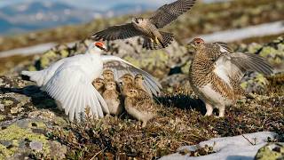 Rock Ptarmigan: 100 Days From Egg to Survivor | Hunted With No Escape