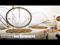 Why Snail Slime Is A 500 Million Industry Big Business Business Insider