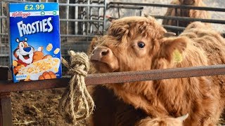CAN YOU TRAIN HIGHLAND CALVES WITH FROSTIES AND A HALTER?