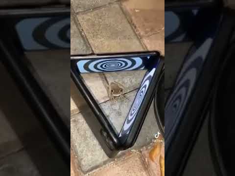 Ultimate YTP and The Social Media Group