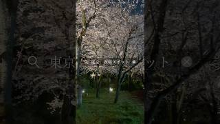 【東京夜桜】 #shorts #short #ショート #ショート動画 #桜 #sakura
