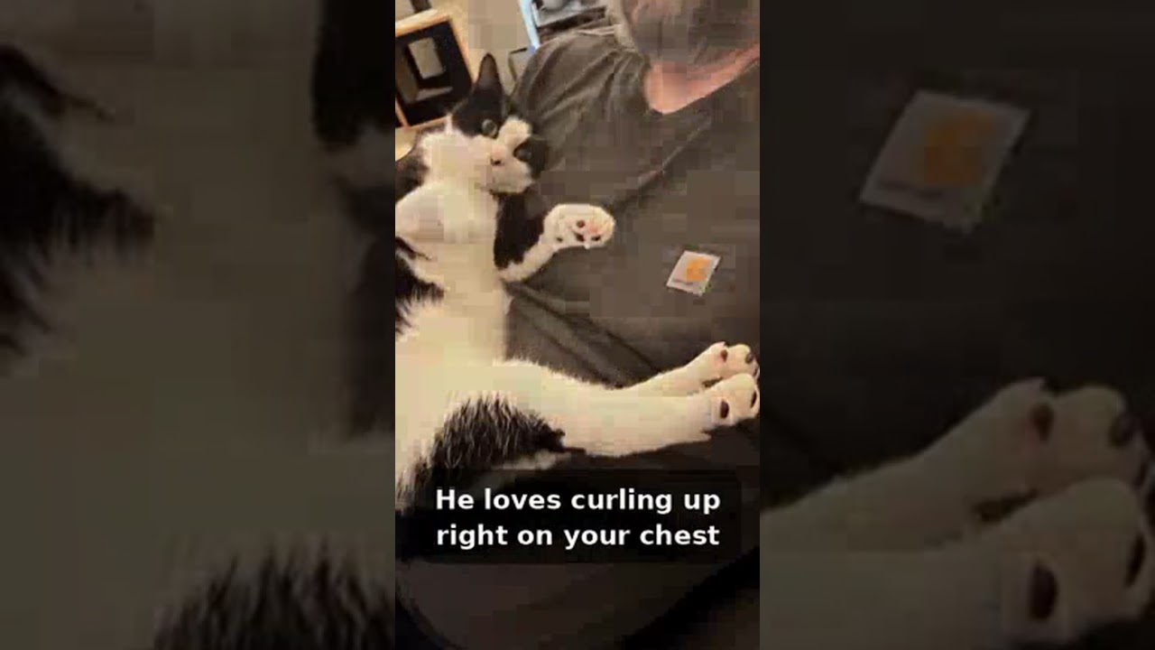 Enlarge oh- oh-Oreo!, a ADOPTABLE Domestic Short Hair in Fairfax, VA video 4/4