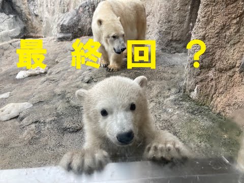 ホッキョクグマ・ピリカの子育て日記２