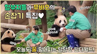 [閒聊] 福寶帥氣的下樹動作