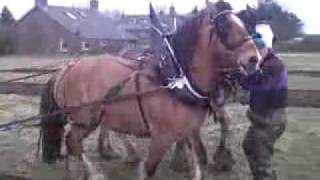 preview picture of video 'Peat Inn Horse Ploughing Scotland'