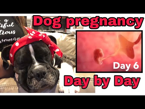 Dog🐶PREGNANCY Day by Day 🦴 DAY 6🐶 ❤️ Stages of dog pregnancy and about FEEDING a pregnant dog