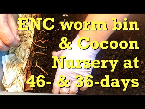 Feeding 36-day ENC worm cocoon nursery & 46-day worm bin - vermicomposting