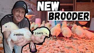 New Chickens & a Brand New Brooder Setup!