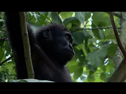 Video Thumbnail: Junger Gorilla Zeytin kehrt nach Rettung in Istanbul nach Hause zurück