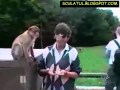 Colectie De Aur Top Video Amuzante