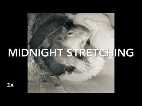ep070 adorable midnight squirrel stretching compilation. One night @ April 3, 2020