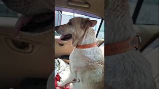 Download lagu #janemerijanemanbachpankapyarmerabhulnahijanare #song #jiskeaanesemukammalhogayithizindagisong #musi mp3