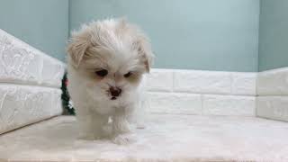 ハーフ犬の動画01