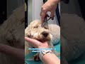 😭🐶SOLVING TEAR STAINS🐶😭 #lovemud #doggroomingtips #doglover #dogs #howtogroomadog #cockapoo