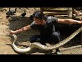 Giant poisonous snake appeared again, Zon was very worried about the livestock. Vang Hoa