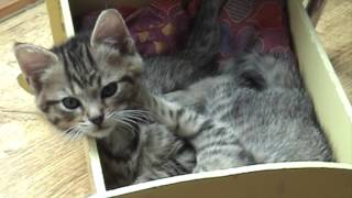 Battle Kittens - test video