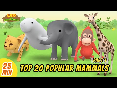 Top 20 Popular Mammals Minisode Compilation (Part 1/4) - Leo the Wildlife Ranger | Animation