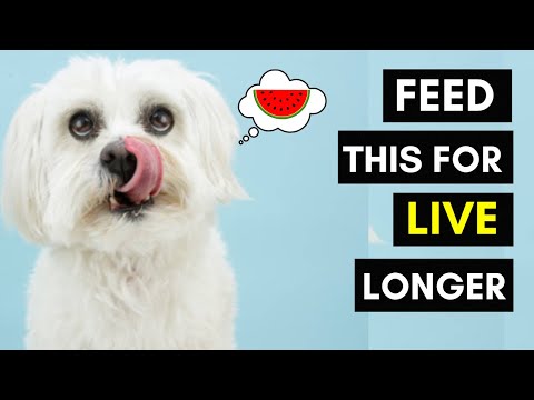 10 Human Foods That Are Actually Best For Your Maltese Dog