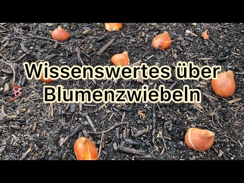 , title : 'Blumenzwiebeln pflanzen, Infos, Tipps und Tricks'