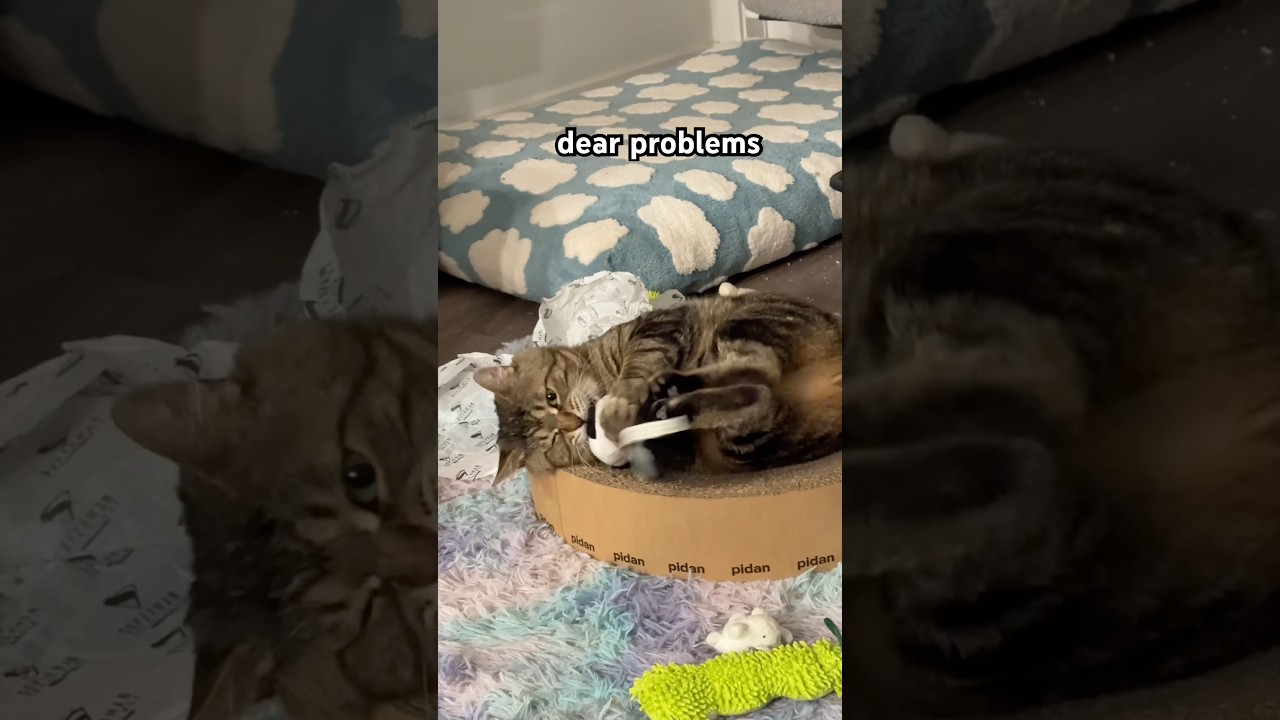 Dear Problems meme cat meme