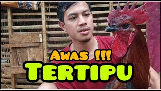 Download lagu ciri ciri ayam pelung || awas jangan salah pilih mp3