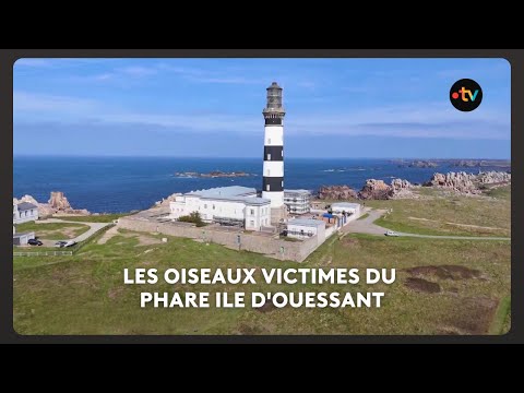 Birdwatching in Ouessant: the schizophrenia of birdwatchers at the Créac'h lighthouse