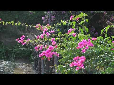 borgo del convento Petrizzi