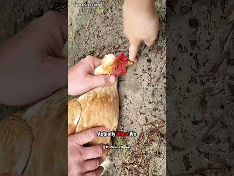 Why Do Chickens Freeze When You Draw a Line in Front of Them? 🤔