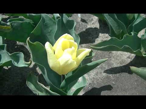 トライアンフチューリップ 植物