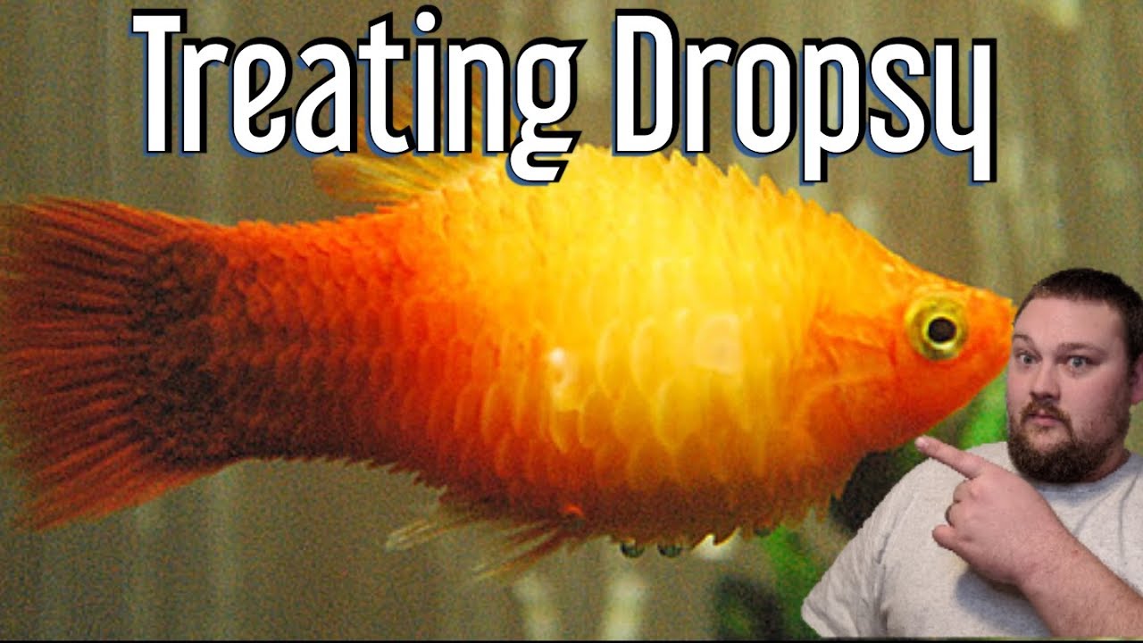 Why is my fish bloated and scales sticking out? Tipseri