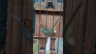 Download lagu prenjak muda ngalun TOp untuk pancingan mp3